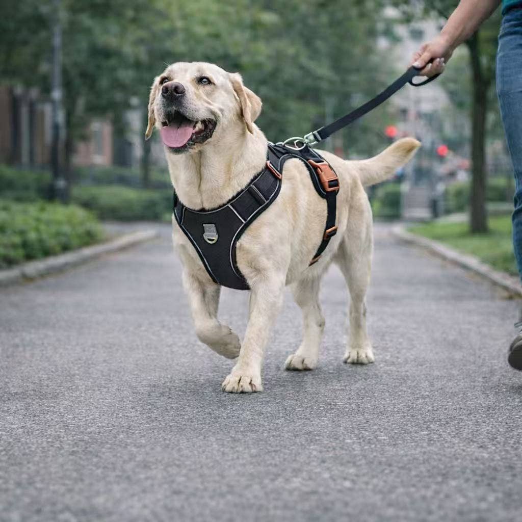 No Pull Denim Dog Harness Stylish & Durable Reflective