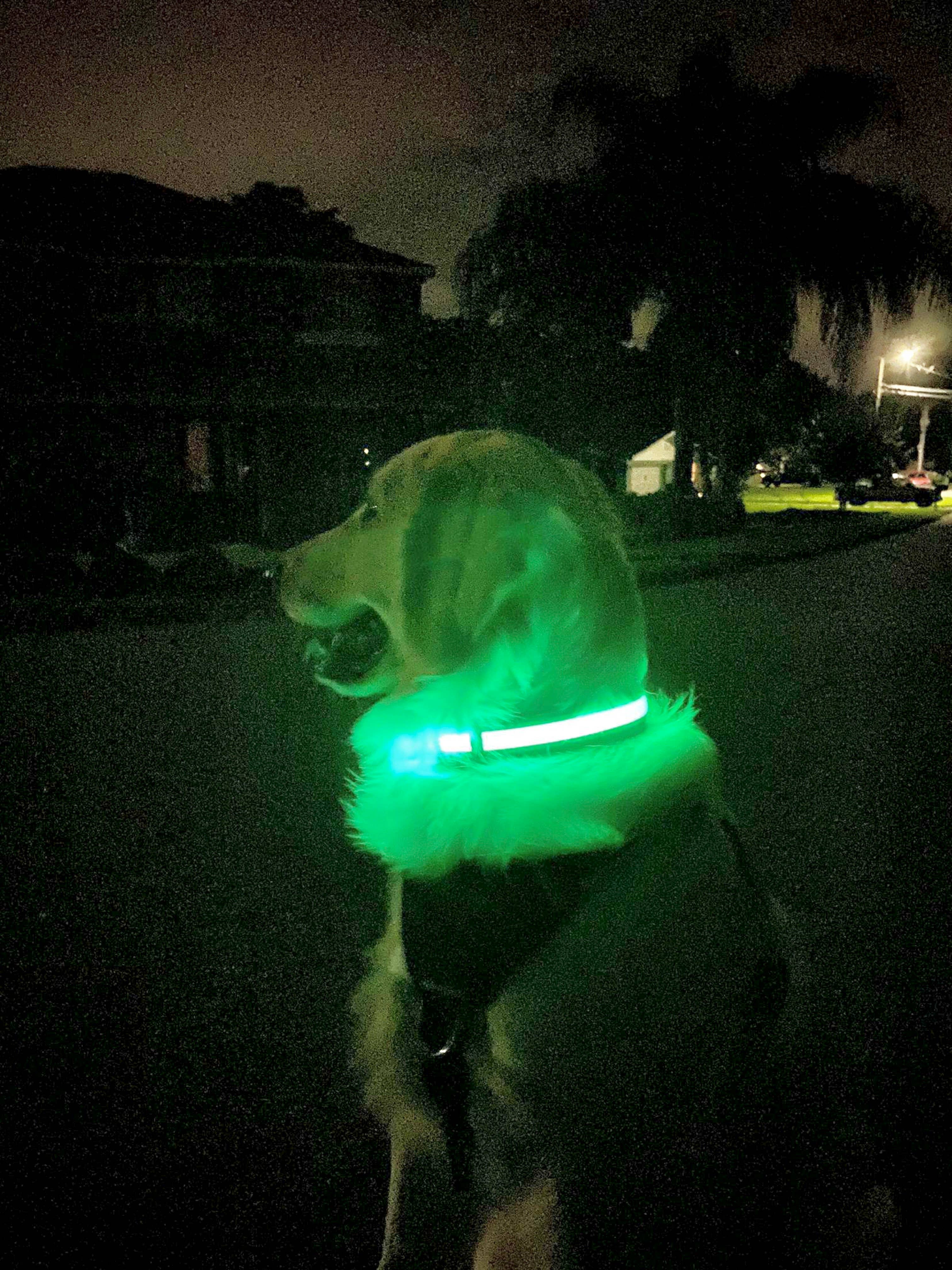 Puppy LED