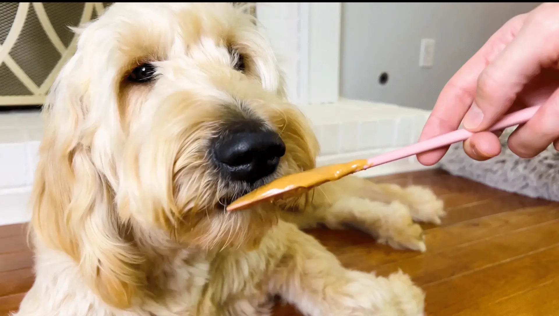 Dog Peanut Butter Squeeze Pack – 4 oz (Buddy Budder Flavors) image 1