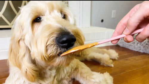 Dog Peanut Butter Squeeze Pack – 4 oz (Buddy Budder Flavors) image 1