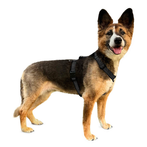 Anatomical Dog Harness - Black Color