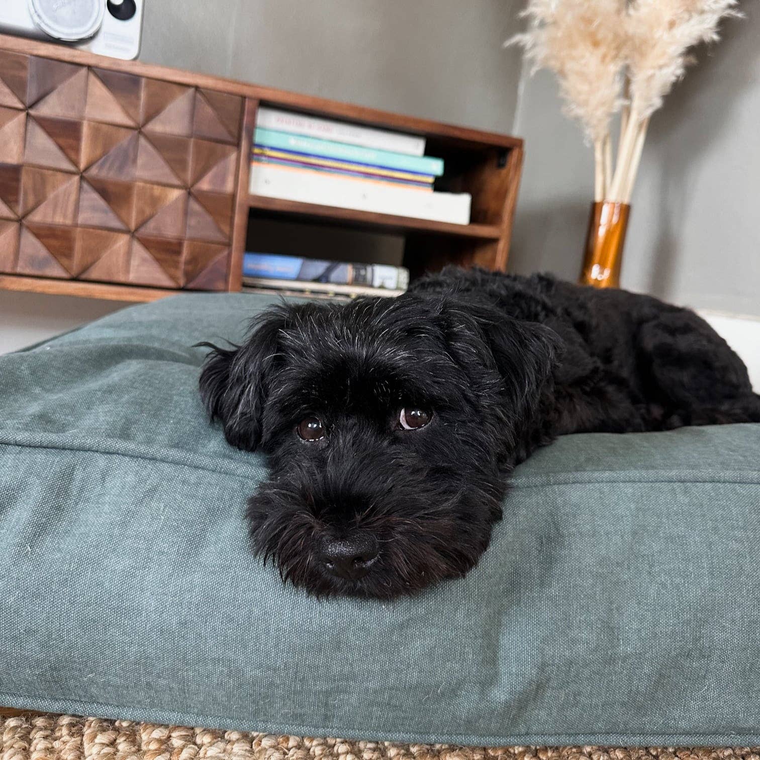 Quiet Light Organic Cotton Dog Duvet