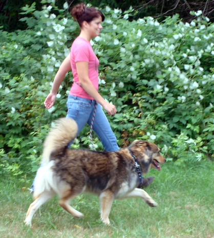 Hands Free Dog Leashes For Jogging and Training
