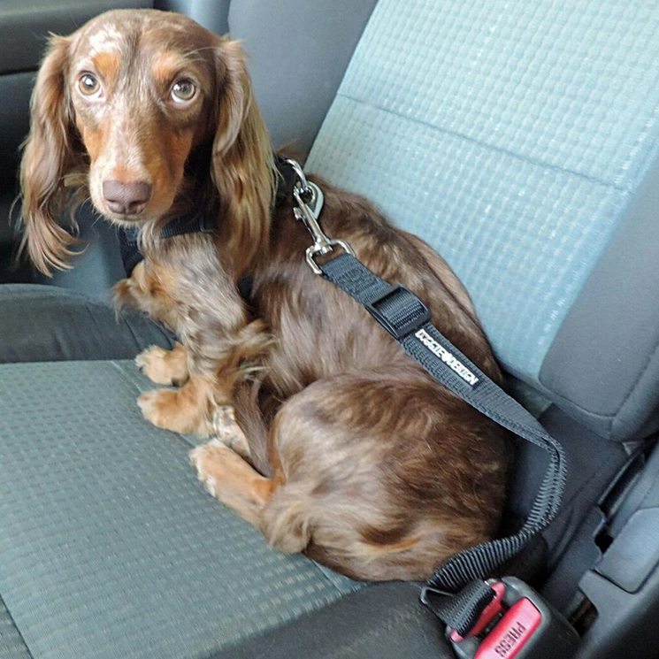 Doggie Design Seat Belt Strap Leash image 2