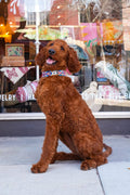 Embroidered Dog Collars