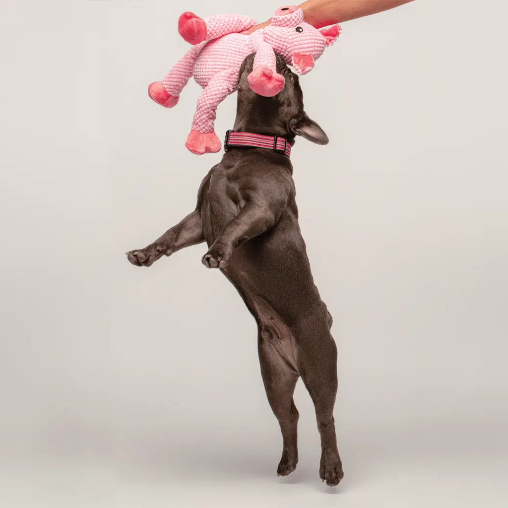 Floppy Pig Plush Squeaker Dog Toy image 2
