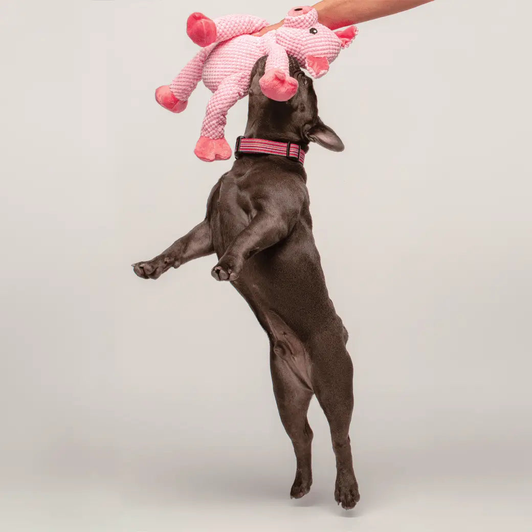 Floppy Pig Plush Squeaker Dog Toy image 2